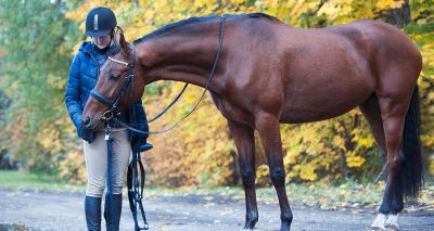BEVA adds new Seller's Declaration to vet toolkit